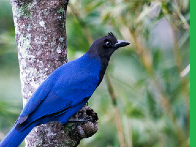 Gralha azul.