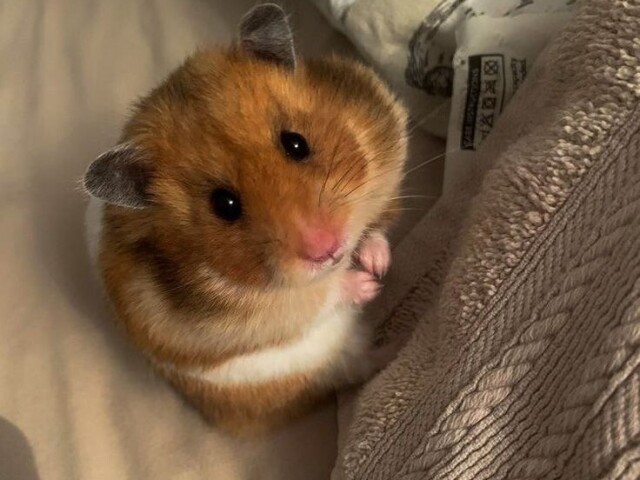 Hamster 🐹