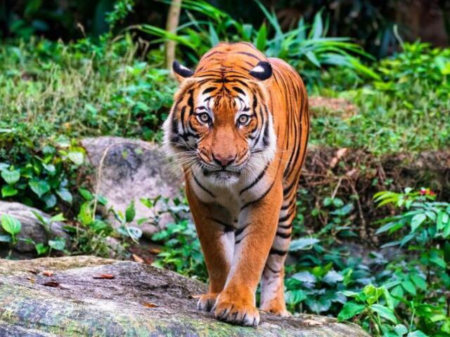 Tigre