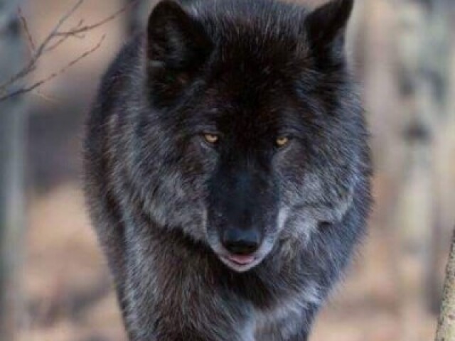 Lobo