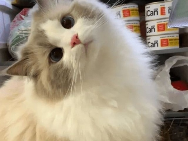 Animalzinho
