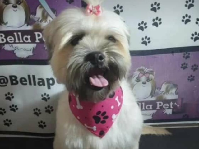 Cachorrinho