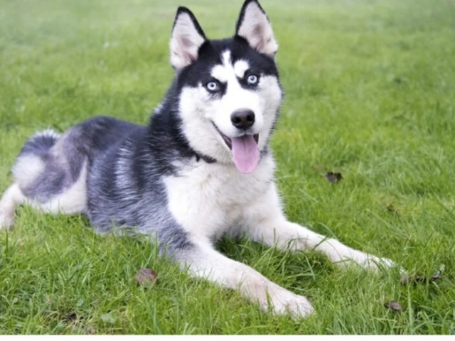 Husky siberiano