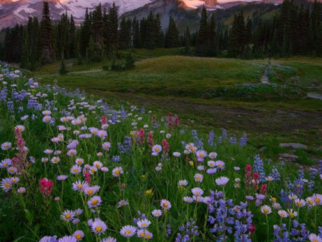 Andar no campo de flores