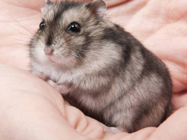 Hamster