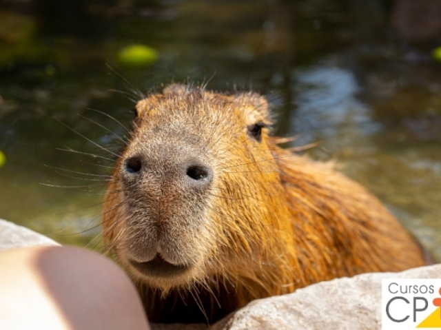 Capivara