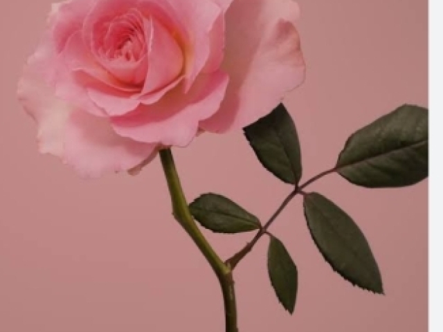 Gosto de rosas rosa elas são lindas