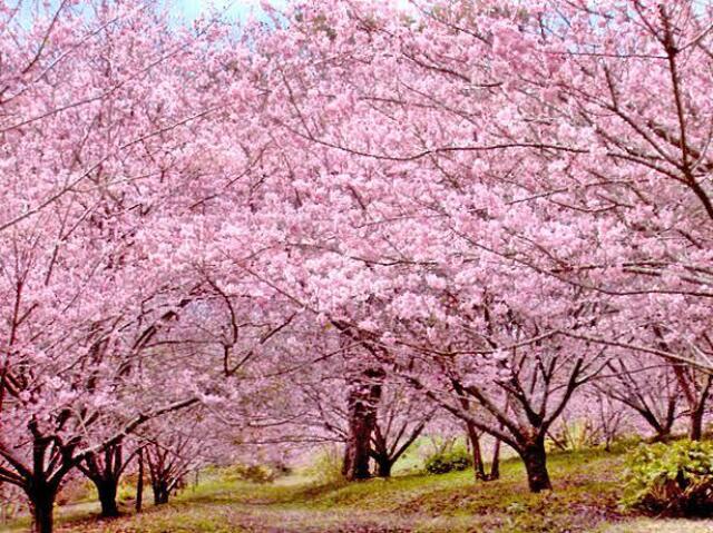 Sakura