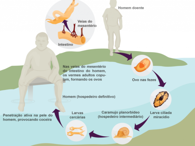 A transmissão desse parasita ocorre pela liberação de seus ovos através das fezes do homem saudável. Em contato com a água, os miracídios eclodem e penetram nos caramujos. Algum tempo depois, liberam novas larvas. Na água, as larvas (cercarias) penetram na pele e/ou mucosa do homem, reiniciando o ciclo.