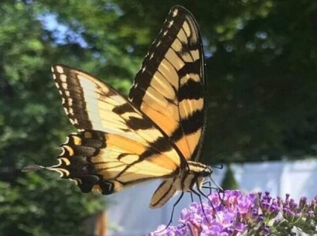 borboleta