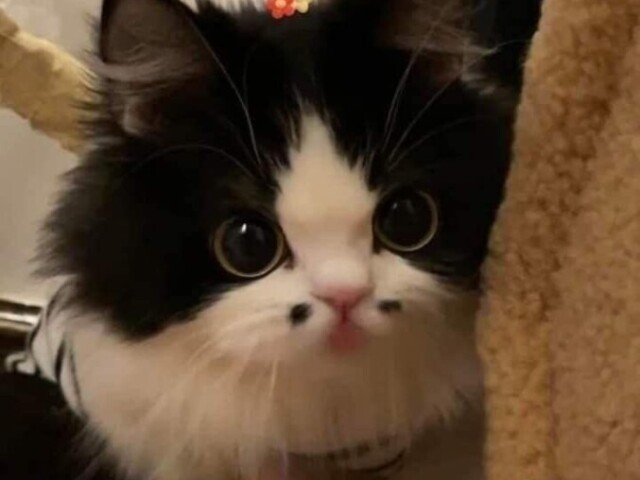 🐈⬛!!