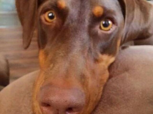 Doberman