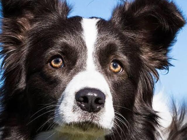 Border collie