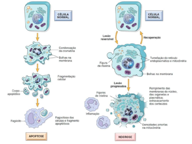 Todas essas comparações são interessantes para aprender sobre lesões celulares irreversíveis