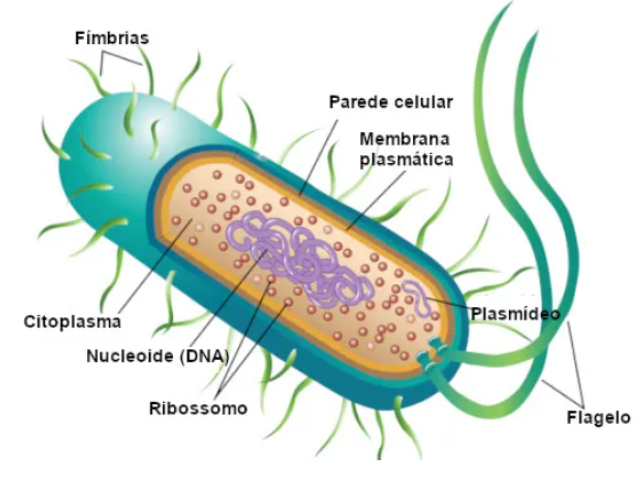 Fímbrias