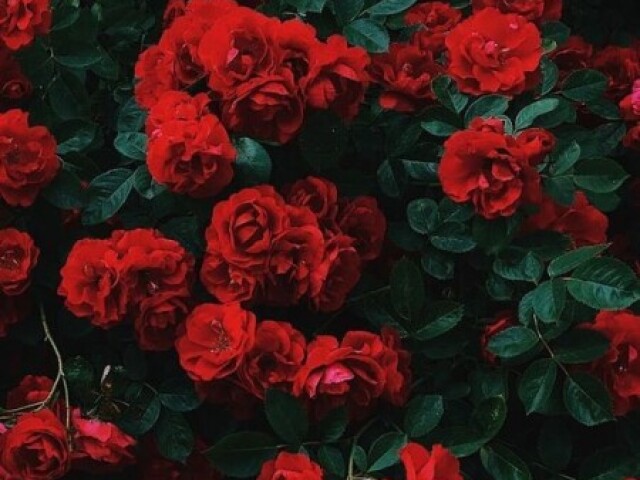 Rosas