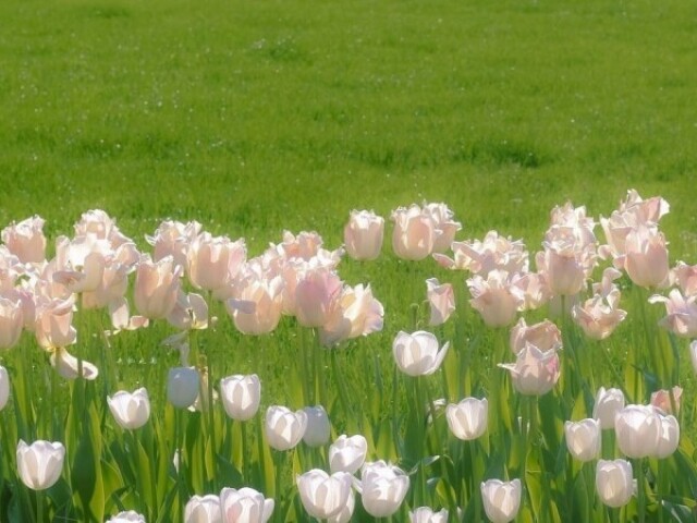 Tulipas