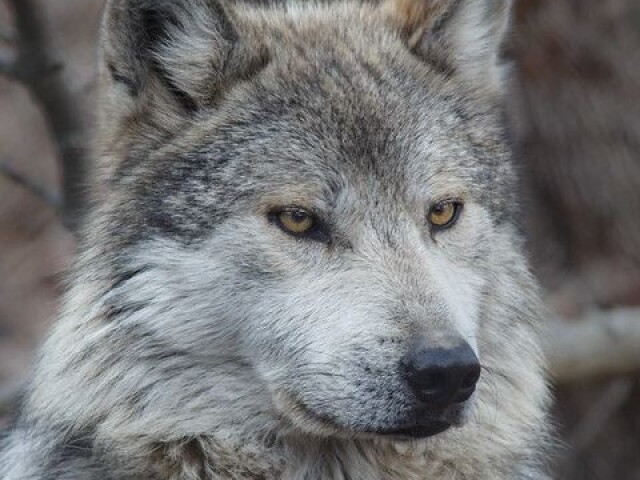 Lobo