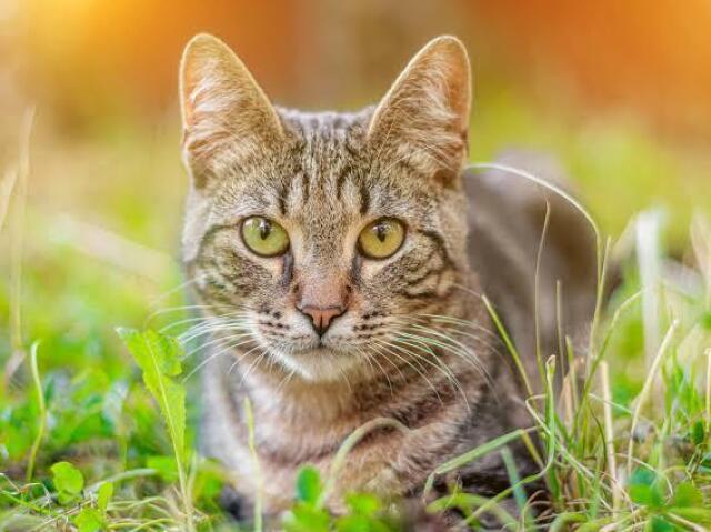 🐱 Gato 🐱