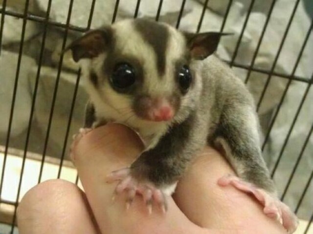 Sugar Glider