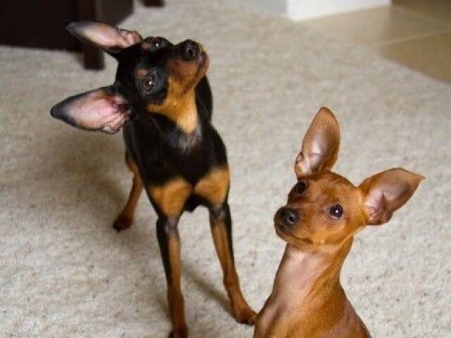 pinscher