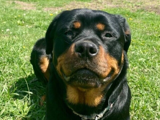 rottweiler