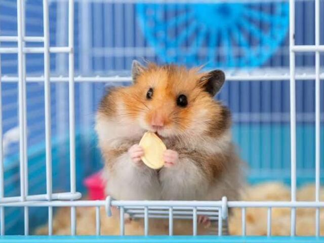 🐹 Hamster 🐹