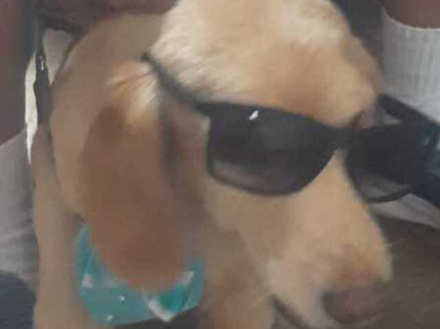 Meu cachorro do grau