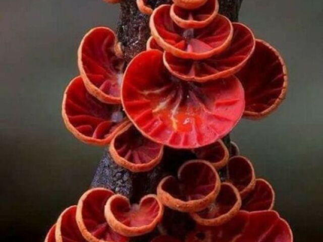 cogumelos vermelhos