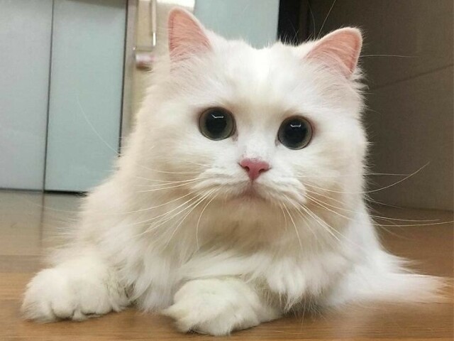 Gato branco