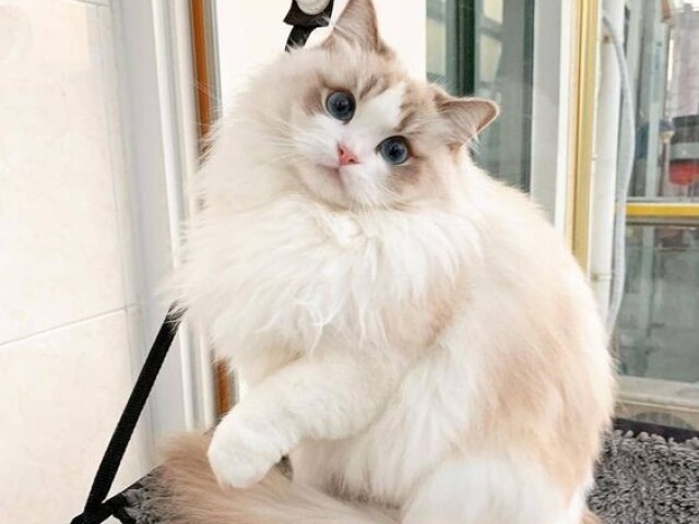 Gato ragdoll