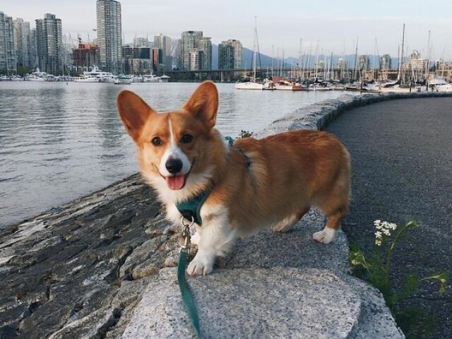 corgi