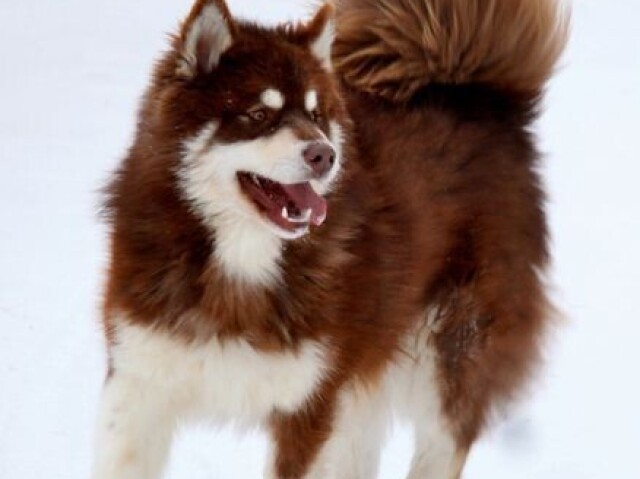 Malamute-do-alasca