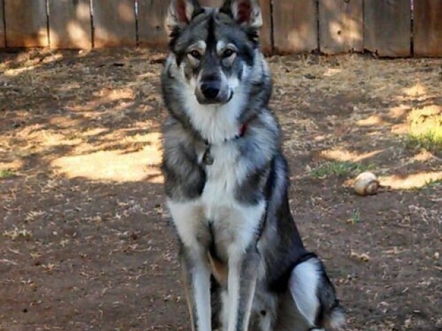 Cão-lobo