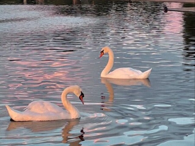 Ir ver os cisnes no lago