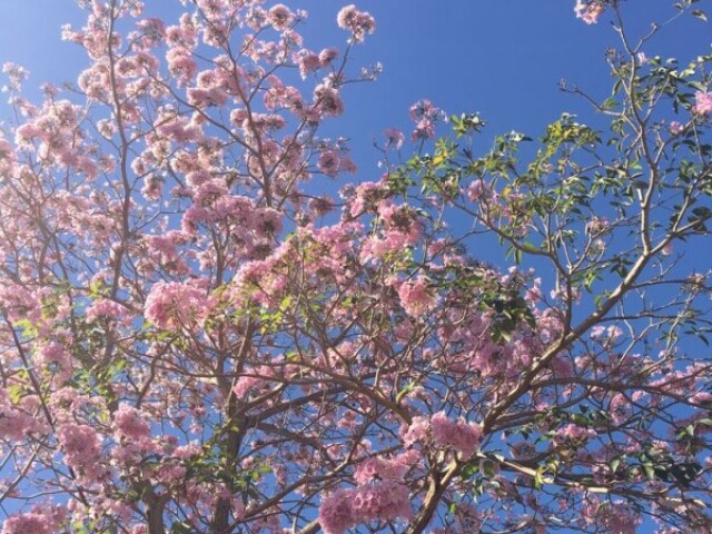 primavera.