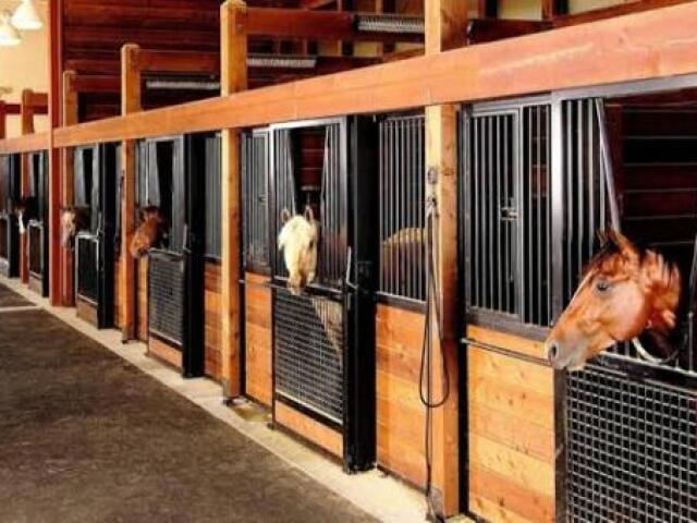 Com bastante espaço para os cavalos