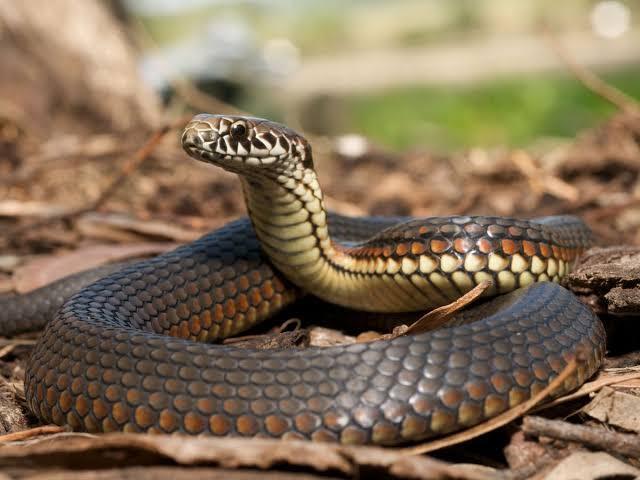 Tentar abraçar uma cobra