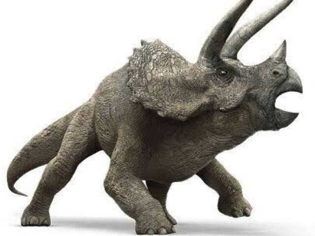 Triceratops / Tricerátopo