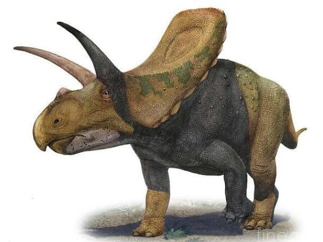 Torosaurus / Torossauro