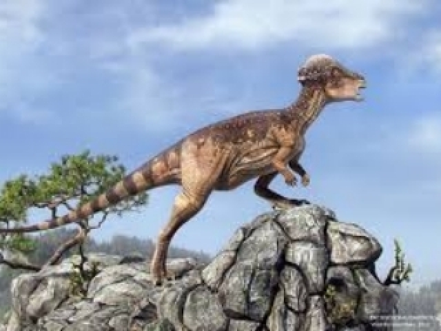 Pachycephalosaurus / Paquicefalossauro