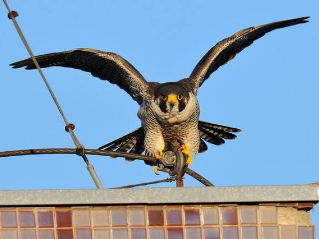 Falcão Peregrino