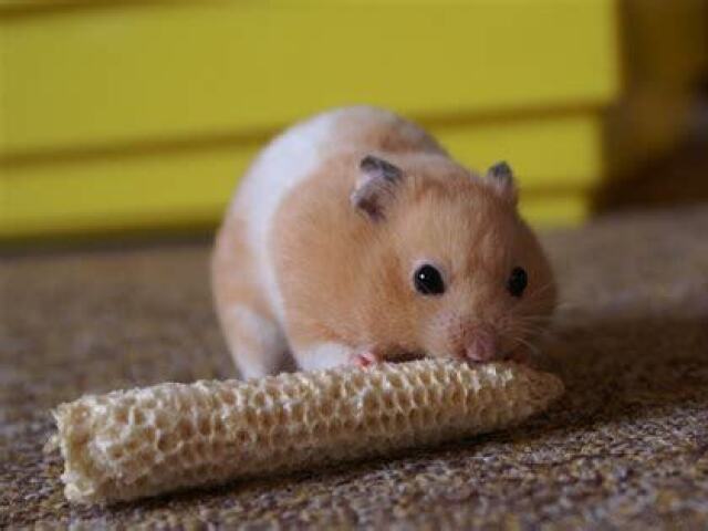 esse hamster/ratinho (fofo, bochechudo, carinhoso e dorminhoco)