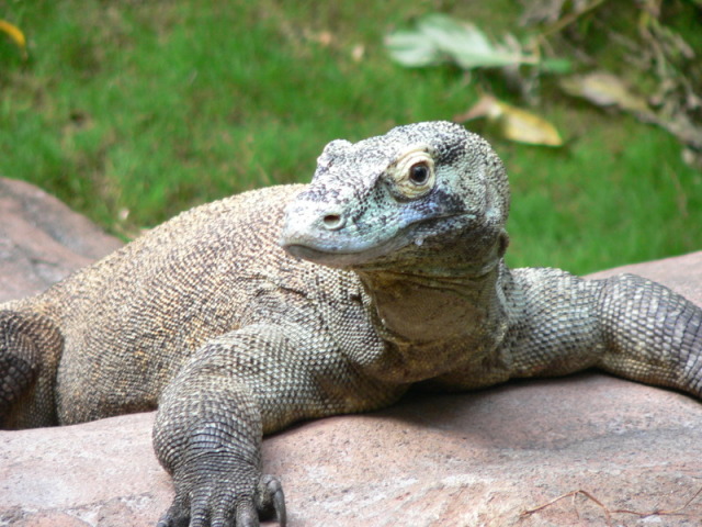 Dragão de Komodos