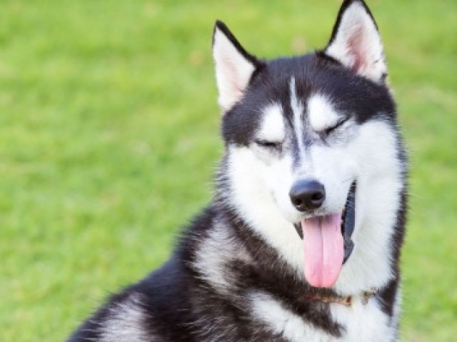 Husky Siberiano