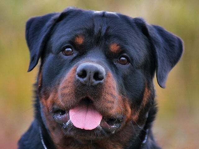 Rottweiler