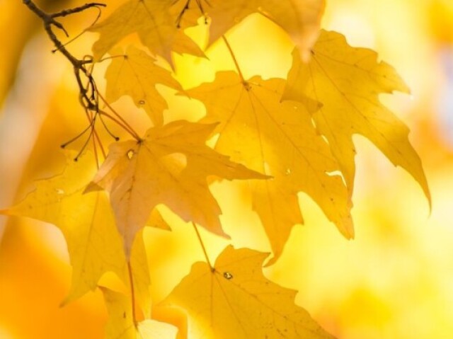 Amarelo