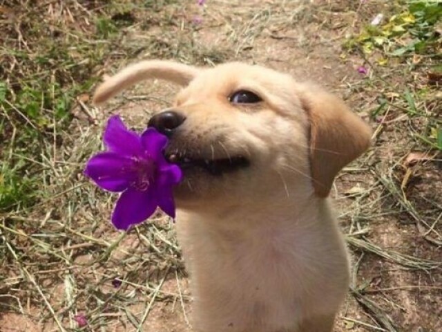 Foi brincar com o seu pet?