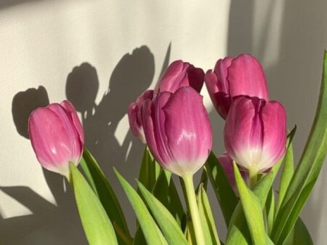 Tulipa