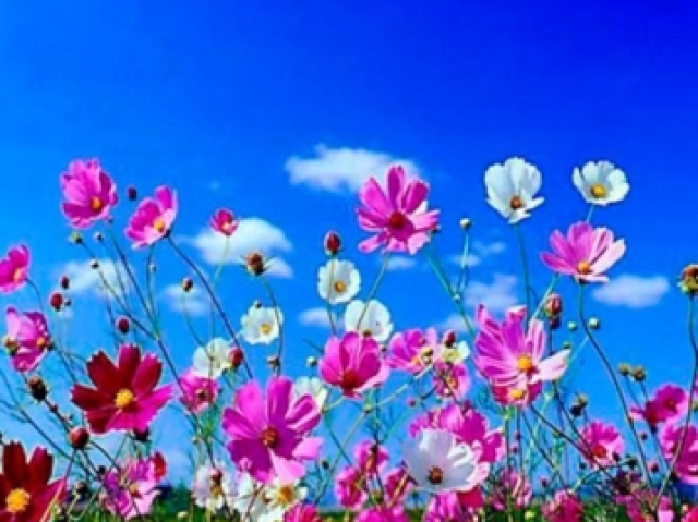 Primavera